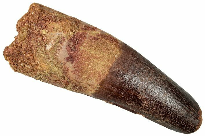 Robust, Real Spinosaurus Tooth - Feeding Worn Tip #302847